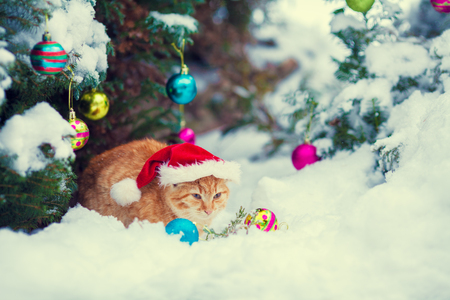 Red kitten, wearing Santa hat, sitting outdoor in snow near fir tree with Christmas decoration.の写真素材