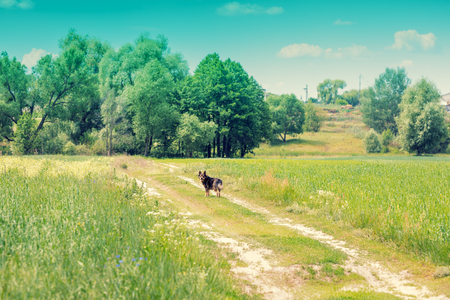 Rural landscape. Dirt road through the field. A dog stands on the road.の写真素材