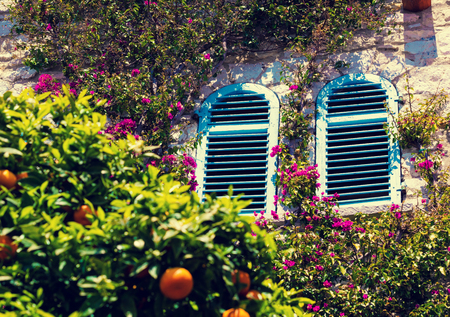 Branches of a mandarin tree with fruits in spring  near old houseの写真素材