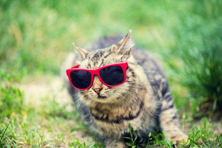 Portrait of cat wearing sunglasses sitting in a grassの写真素材