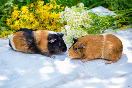 Two guinea pigs with flowers in the outdoorの写真素材