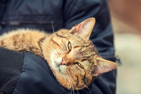Woman holding a stray cat outdoorの写真素材
