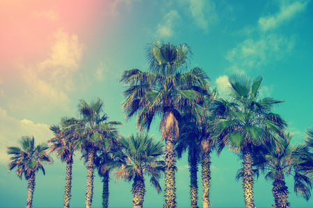 Embankment with palm trees in Netanya city, Israelの写真素材