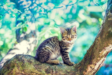Cute little kitten sitting on the tree in the gardenの写真素材