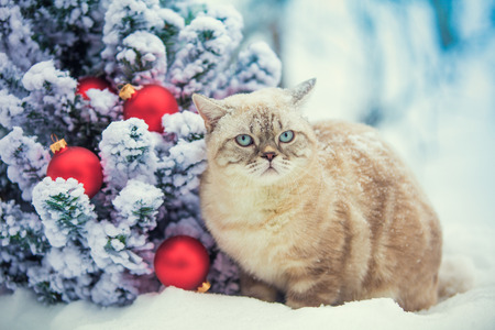 Cat sitting in snow near fir tree with Christmas decoration.の写真素材
