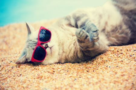 Ð¡at wearing sunglasses relaxing on the beachの写真素材