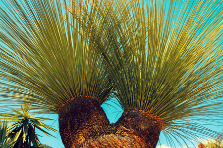 Tropical palm tree leaves against blue sky backgroundの写真素材