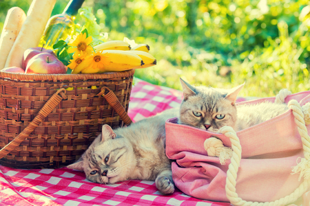 Two cats lie on a blanket near a picnic basket outdoors in summerの写真素材
