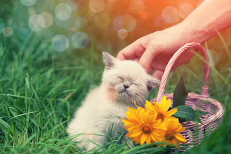 Cute little kitten lying sitting on the grass. Man petting the kittenの写真素材