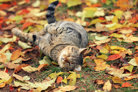 The cat lies on the fallen yellow leavesの写真素材