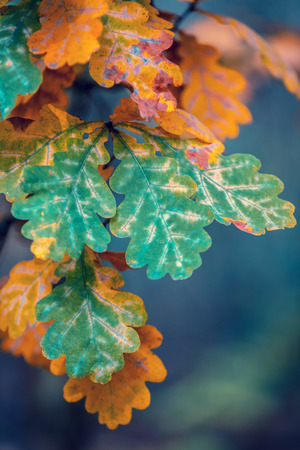 Oak branch with colorful leaves in the forest in autumnの写真素材