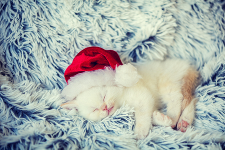 Sleeping little kitten wearing Santa Claus hat. Kitten lays on a fluffy blanketの写真素材