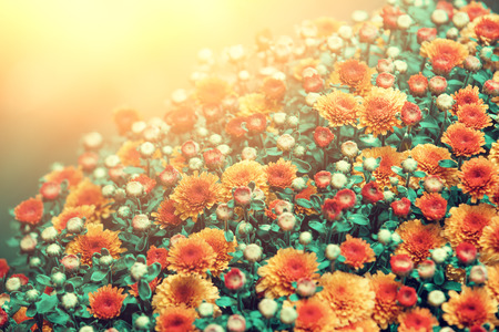 Blossoming flowers in a gardenの写真素材