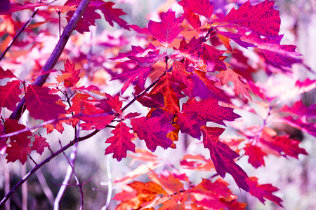Oak branch with red leaves in the forest in autumn. Natural autumn backgroundの写真素材