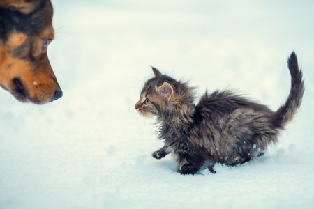 Little kitten and big dog playing together in the snowの写真素材