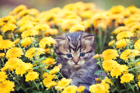 The little kitten sits in yellow flowersの写真素材