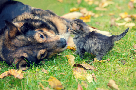 Dogs and little kittens are best friends playing together outdoorsの写真素材