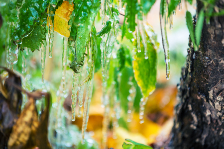 Icy rain. The green leaves are covered with iceの写真素材
