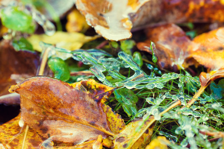 Icy rain. The fallen leaves are covered with iceの写真素材