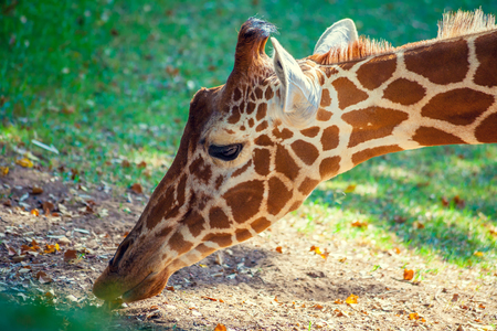 Portrait of a giraffe against green natural backgroundの写真素材