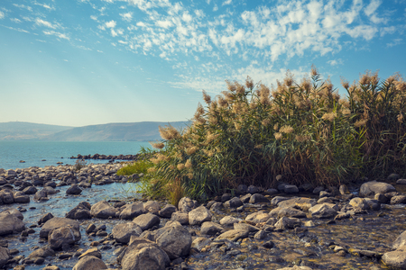 The coast of the Sea of Galilee near Ein Eyov Waterfall in Tabgha, Israelの写真素材