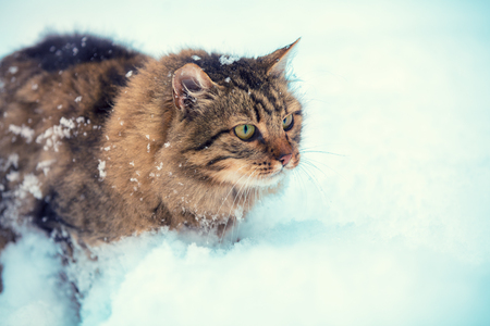 Cute Siberian Cat walking in snowの写真素材