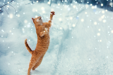 A red cat catches snowflakes during a snowfallの写真素材