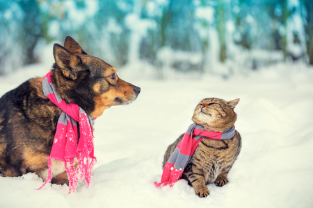 Dog and cat sitting together outdoor in the snowy forest near fir tree. Christmas conceptの写真素材