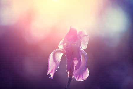 Iris flowers after rain in the garden at sunset light