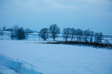 Winter landscape. Snowy field with trees without leavesの写真素材