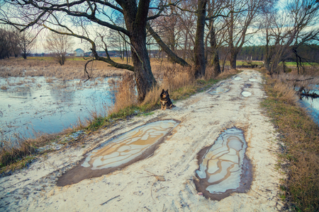 Dog sitting on the lakeshore in winter. Frozen puddles on the roadの写真素材