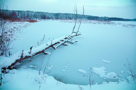 Snowy rural landscape. Fallen tree in the frozen lake. Winter lakeshore. Winter landscape.の写真素材