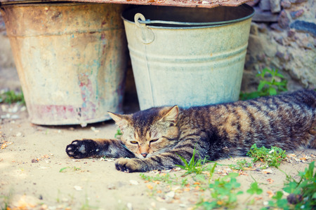 Cat lying outdoors near bucketsの写真素材