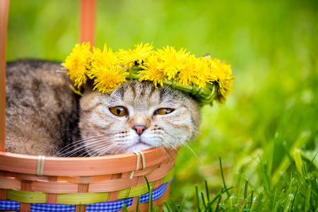 Portrait of the cat, sitting in a basket on the grass, crowned with dandelion chaplet. Summertimeの写真素材
