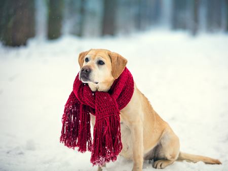 Dog Labrador retriever wearing knitted red scarf sitting outdoors in winter snow forestの写真素材