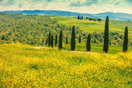 Beautiful landscape, spring nature, cypresses on sunny flower fields on rolling hills in Tuscany, Italyの写真素材