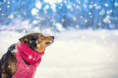 Dog wearing knitted scarf in snowfall in winter. Dog sitting in the forest and looking upの写真素材