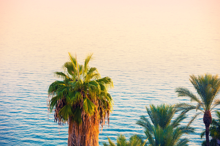 Palm trees near the sea. Beautiful Sea of Galilee in the morning. Time after sunrise. Israelの写真素材