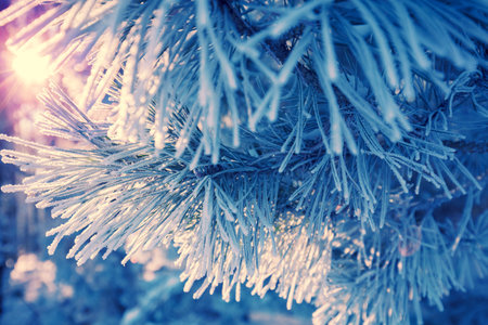 Pine branches covered with rime. Natural winter background. Winter nature. Snowy forest. Christmas backgroundの写真素材