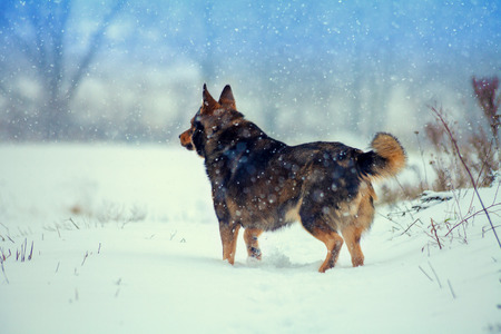 Dog walking on the snowy field in winter back to the cameraの写真素材