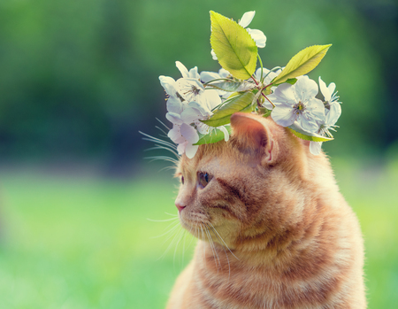 Portrait of a little red kitten with cherry flowers on the head. Cat sitting in the garden on the grassの写真素材