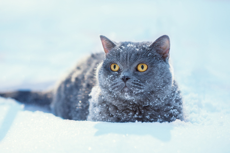 Portrait of a Blue British Shorthair cat sitting outdoors in the deep snow in winterの写真素材