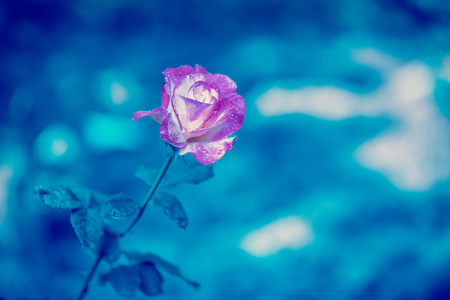 Vintage flower background. Double Delight rose against blue backgroundの写真素材