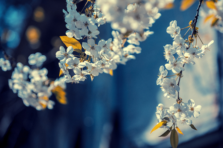 Blossoming orchard. Branches with cherry flowers.の写真素材
