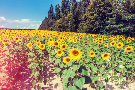 Beautiful sunflower fieldの写真素材