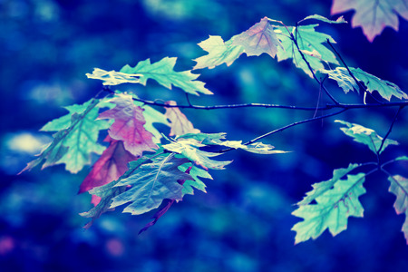 Blue vintage oak branch with colorful leaves in the forest in autumnの写真素材