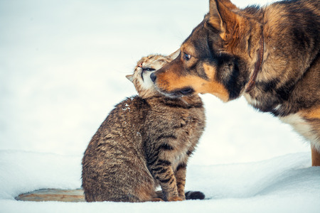 Cat and big dog are best friends, sitting outdoors in the snow in winterの写真素材
