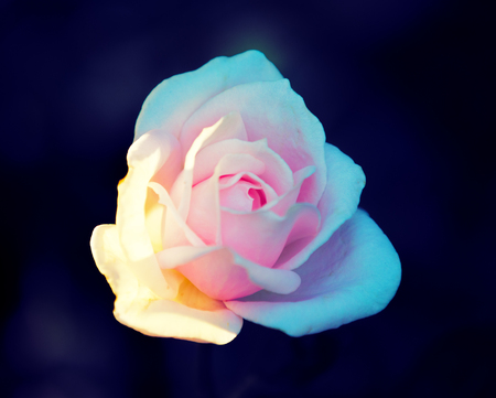 Vintage flower background. Rose against black backgroundの写真素材