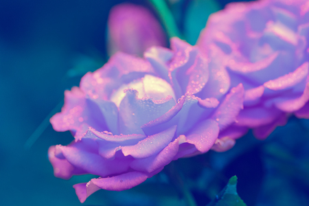 Morning dew on purple roses in the gardenの写真素材