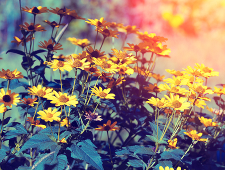 Vintage flower background at sunset lightの写真素材